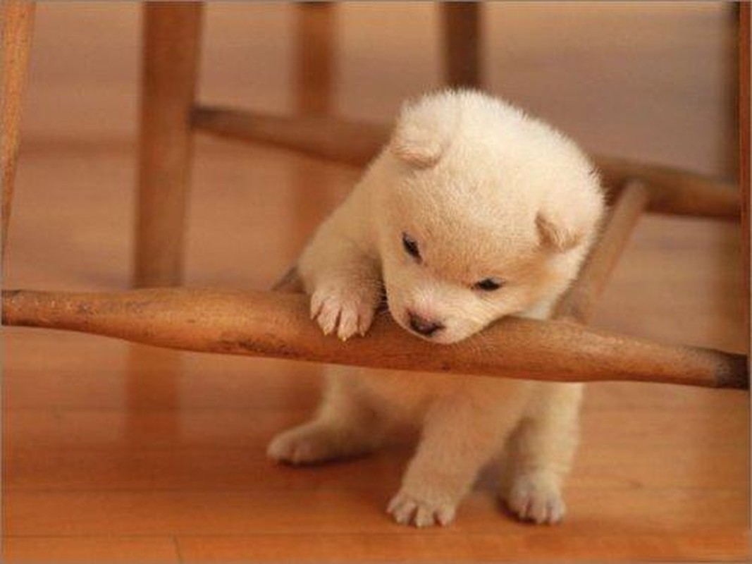 Hai tuần tới: 4 con giáp Ngọc Hoàng ban ơn, tài lộc đạt đỉnh - Hình 5 Hai tuan toi: 4 con giap Ngoc Hoang ban on, tai loc dat dinh-Hinh-5