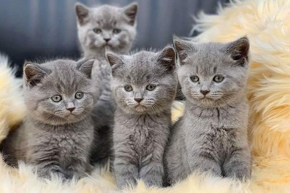 Tất tật "bảo bối" chiêu tài hút lộc, rinh may mắn cho người tuổi Mão - Hình 3 Tat tat
