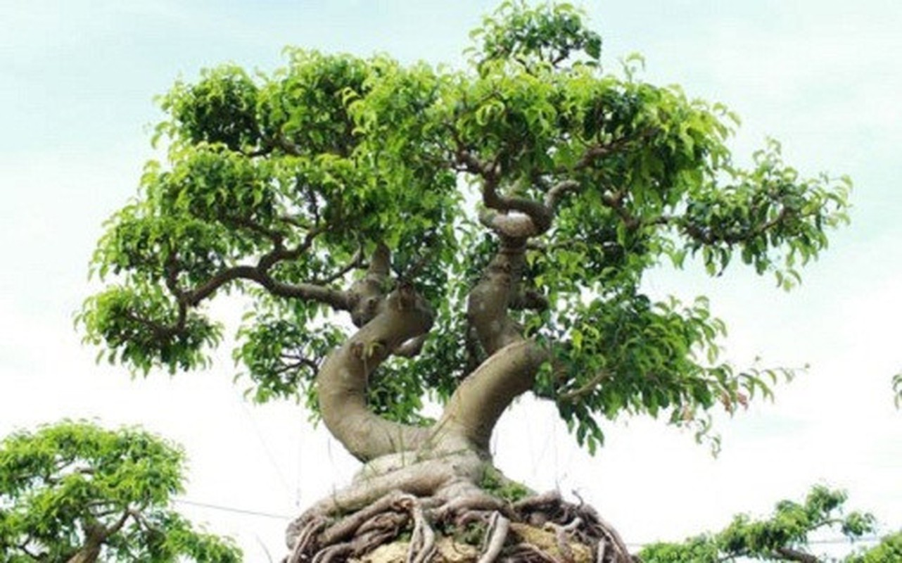 Choang ngop vuon bonsai bac ty cua dai gia tinh le-Hinh-14