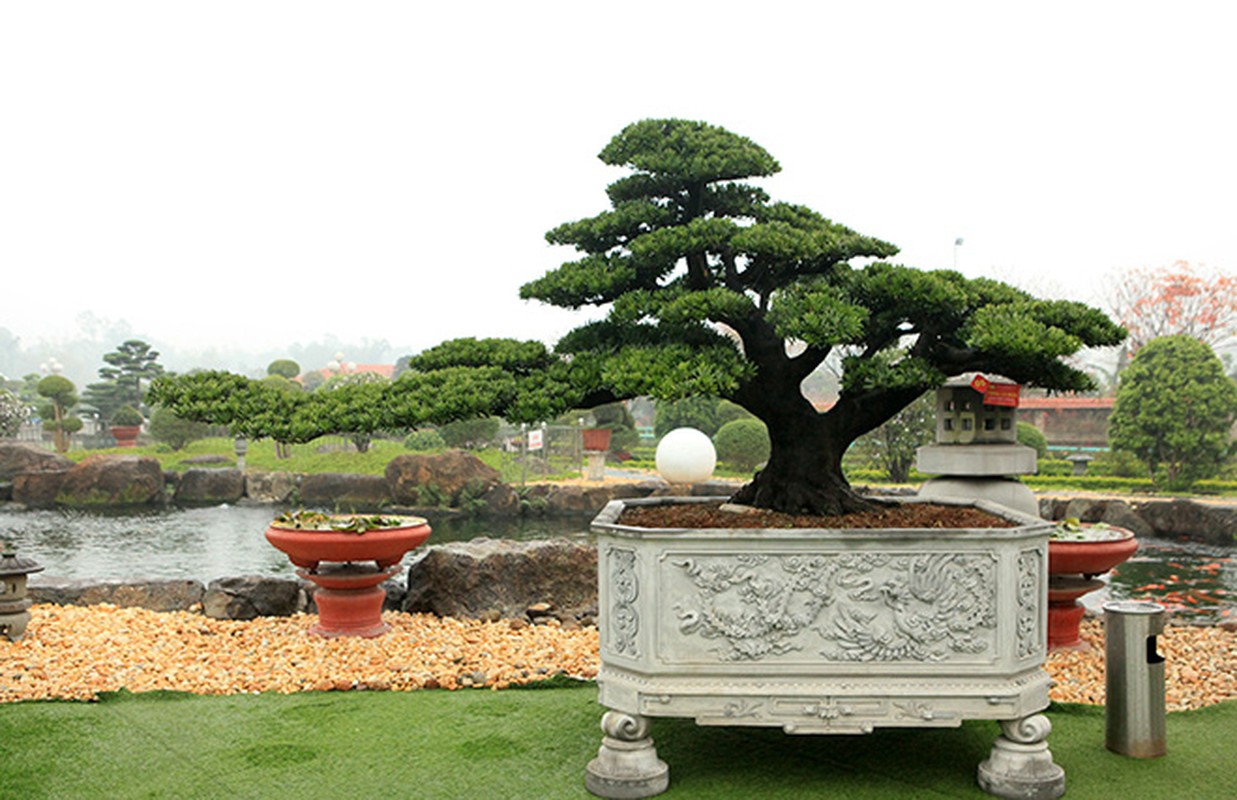 Choang ngop vuon bonsai bac ty cua dai gia tinh le-Hinh-7