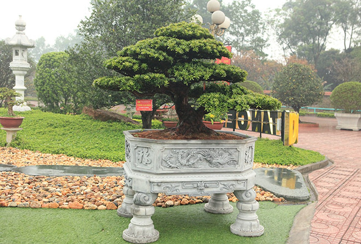 Choang ngop vuon bonsai bac ty cua dai gia tinh le-Hinh-9