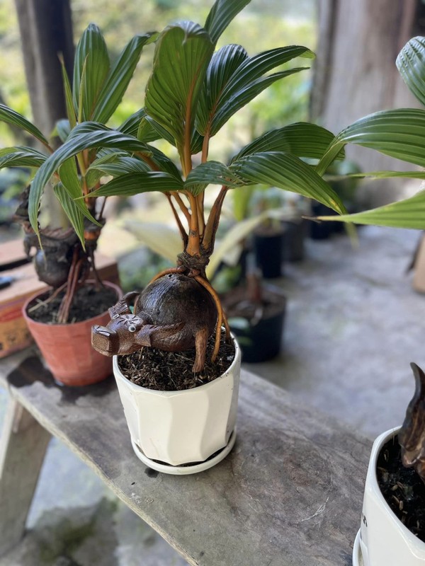 Dua bonsai meo phat tai la mat don Tet Quy Mao 2023-Hinh-10