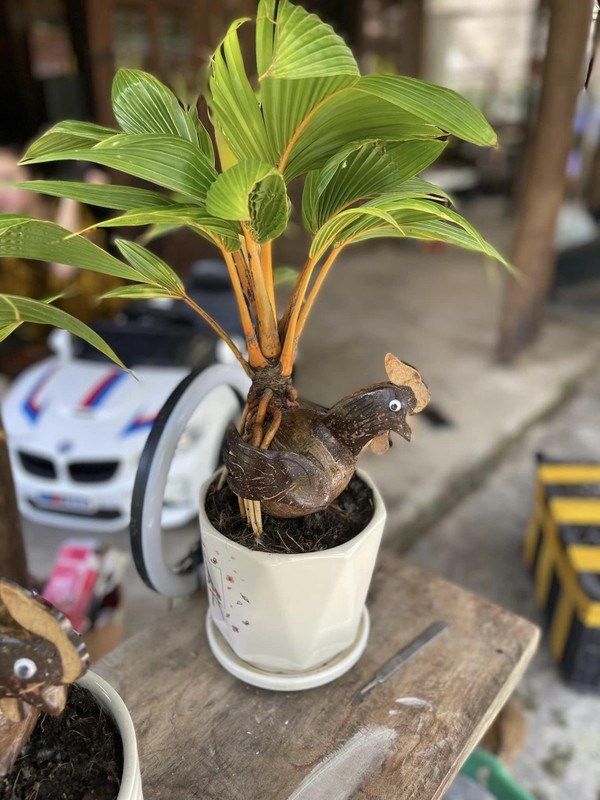 Dua bonsai meo phat tai la mat don Tet Quy Mao 2023-Hinh-9
