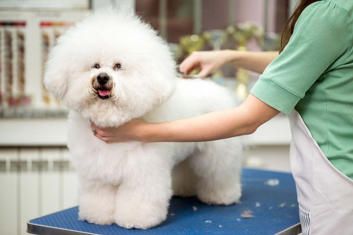 Nhà giàu Việt chi bao nhiêu tiền cho thú cưng ngày Tết? - Hình 2 Nha giau Viet chi bao nhieu tien cho thu cung ngay Tet?-Hinh-2