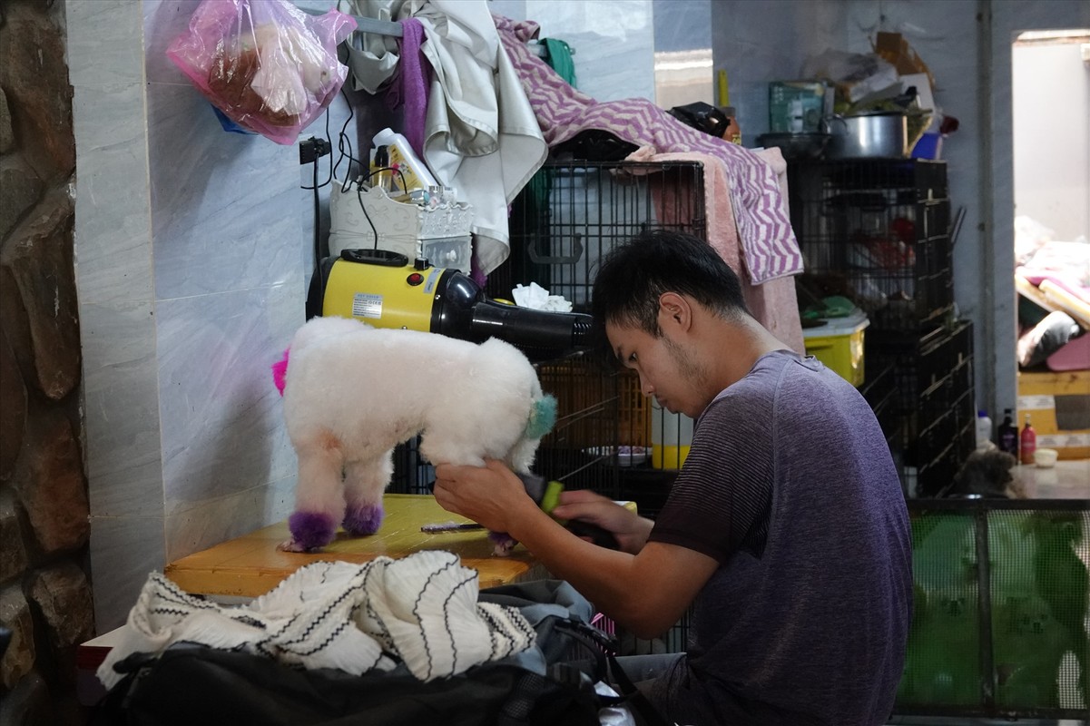 Nhà giàu Việt chi bao nhiêu tiền cho thú cưng ngày Tết? - Hình 3 Nha giau Viet chi bao nhieu tien cho thu cung ngay Tet?-Hinh-3