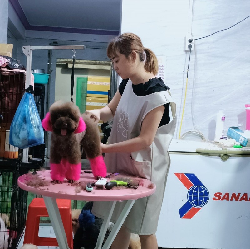 Nhà giàu Việt chi bao nhiêu tiền cho thú cưng ngày Tết? - Hình 4 Nha giau Viet chi bao nhieu tien cho thu cung ngay Tet?-Hinh-4