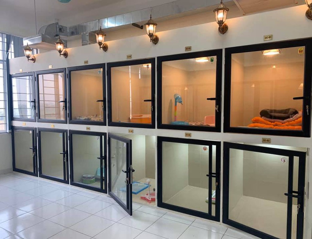 Nhà giàu Việt chi bao nhiêu tiền cho thú cưng ngày Tết? - Hình 8 Nha giau Viet chi bao nhieu tien cho thu cung ngay Tet?-Hinh-8
