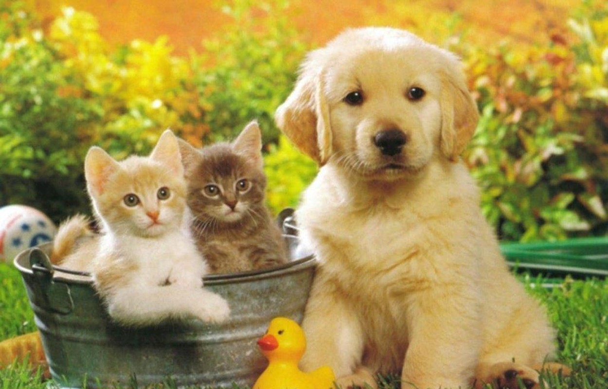 Nhà giàu Việt chi bao nhiêu tiền cho thú cưng ngày Tết? Nha giau Viet chi bao nhieu tien cho thu cung ngay Tet?