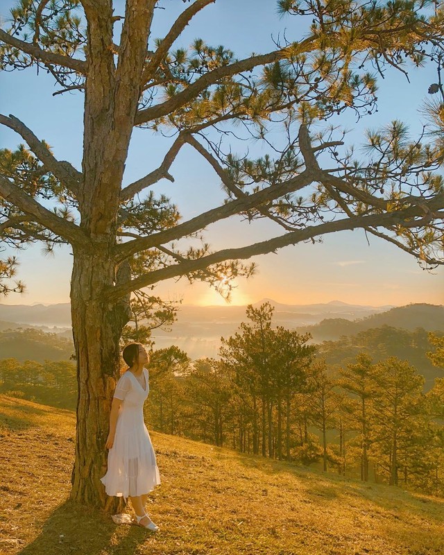 Loạt rừng thông Đà Lạt đẹp như tranh vẽ hiếm người biết - Hình 11 Loat rung thong Da Lat dep nhu tranh ve hiem nguoi biet-Hinh-11