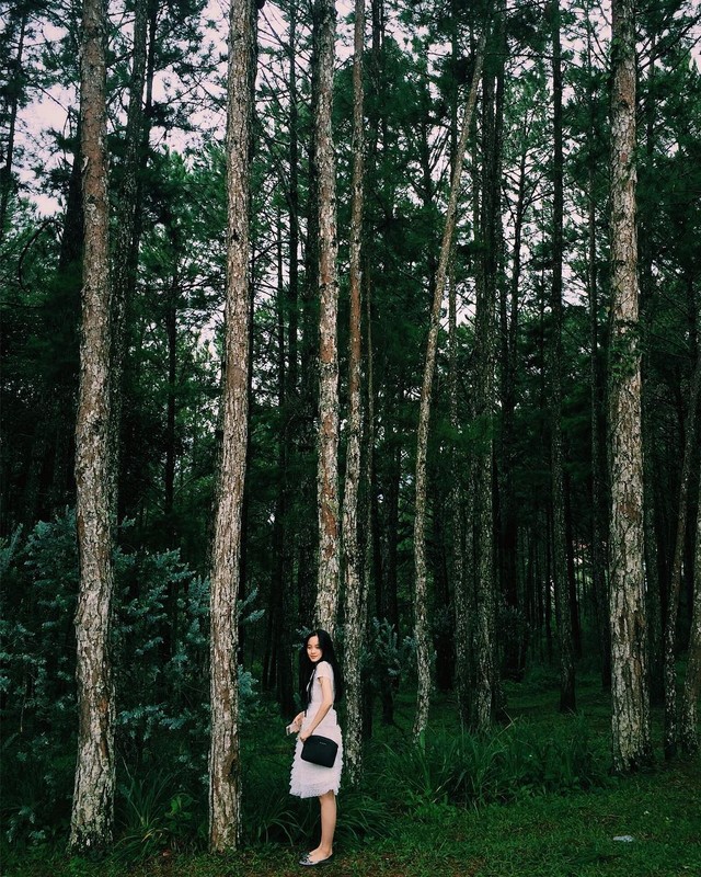 Loạt rừng thông Đà Lạt đẹp như tranh vẽ hiếm người biết - Hình 13 Loat rung thong Da Lat dep nhu tranh ve hiem nguoi biet-Hinh-13