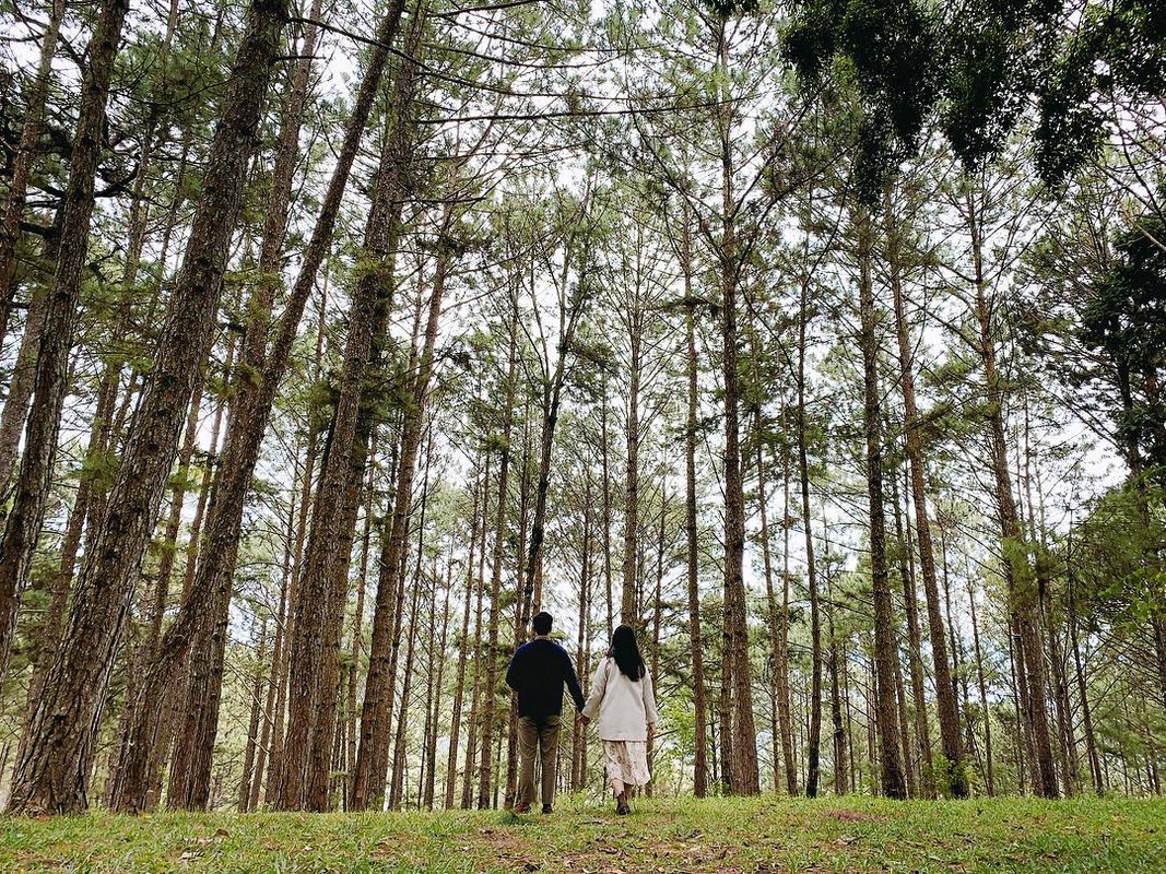 Loạt rừng thông Đà Lạt đẹp như tranh vẽ hiếm người biết - Hình 14 Loat rung thong Da Lat dep nhu tranh ve hiem nguoi biet-Hinh-14