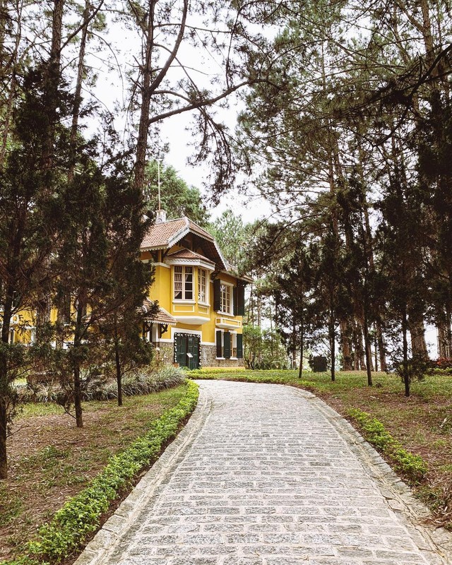 Loạt rừng thông Đà Lạt đẹp như tranh vẽ hiếm người biết - Hình 15 Loat rung thong Da Lat dep nhu tranh ve hiem nguoi biet-Hinh-15