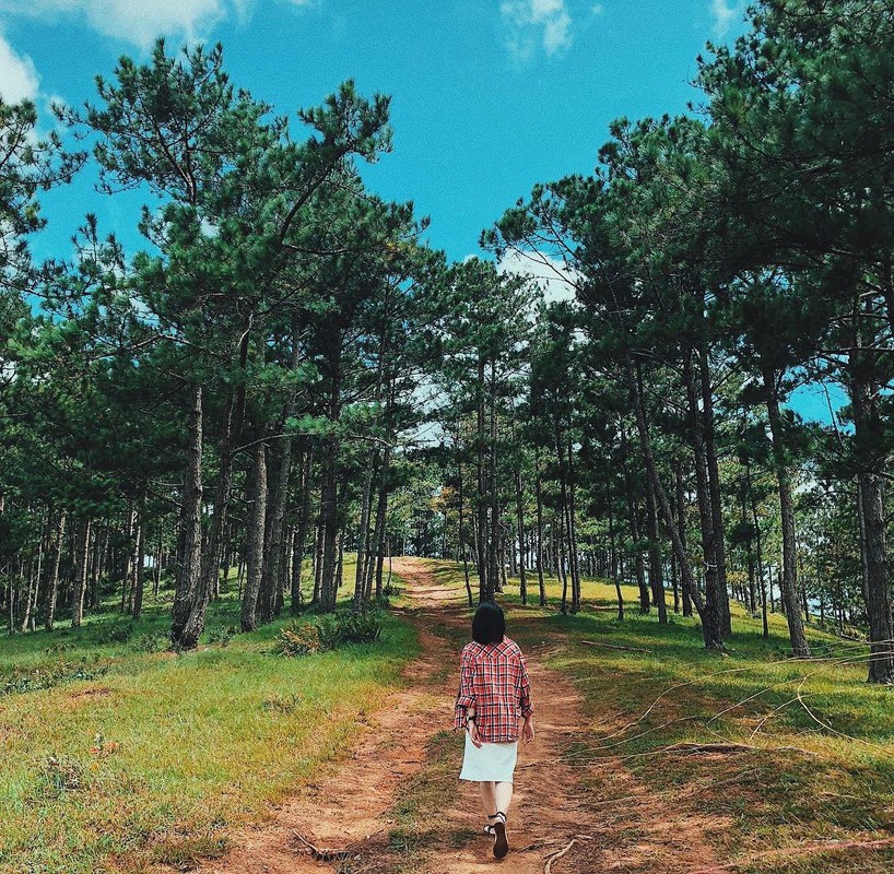 Loạt rừng thông Đà Lạt đẹp như tranh vẽ hiếm người biết - Hình 2 Loat rung thong Da Lat dep nhu tranh ve hiem nguoi biet-Hinh-2