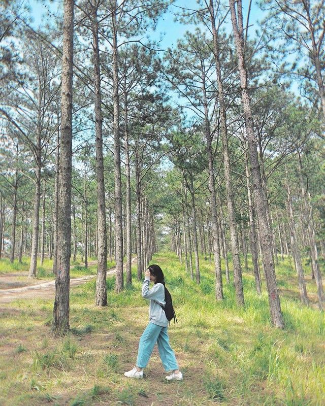 Loạt rừng thông Đà Lạt đẹp như tranh vẽ hiếm người biết - Hình 3 Loat rung thong Da Lat dep nhu tranh ve hiem nguoi biet-Hinh-3