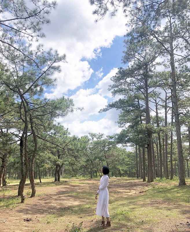 Loạt rừng thông Đà Lạt đẹp như tranh vẽ hiếm người biết - Hình 5 Loat rung thong Da Lat dep nhu tranh ve hiem nguoi biet-Hinh-5