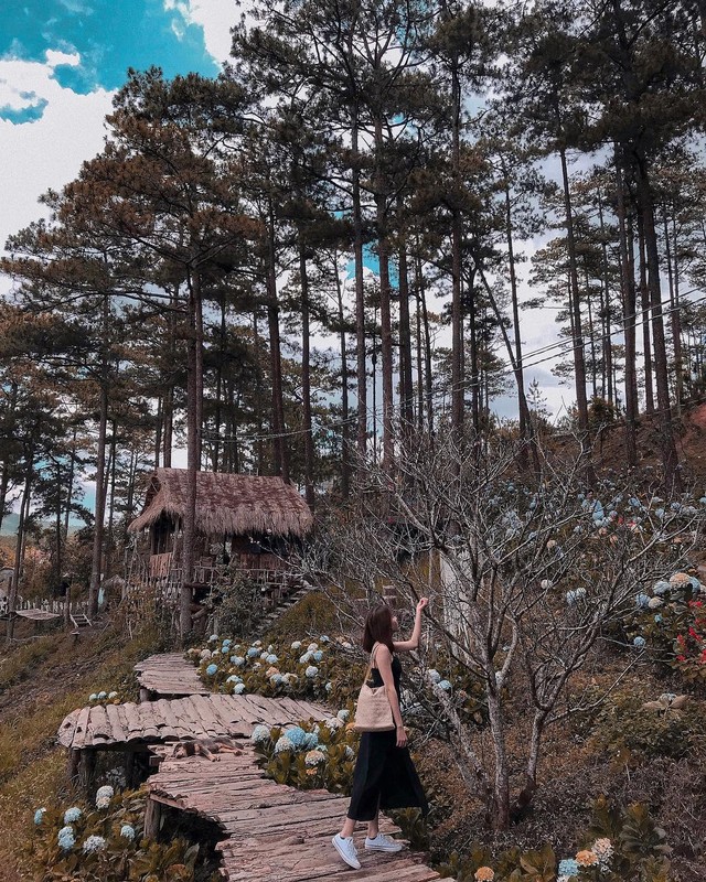 Loạt rừng thông Đà Lạt đẹp như tranh vẽ hiếm người biết - Hình 6 Loat rung thong Da Lat dep nhu tranh ve hiem nguoi biet-Hinh-6