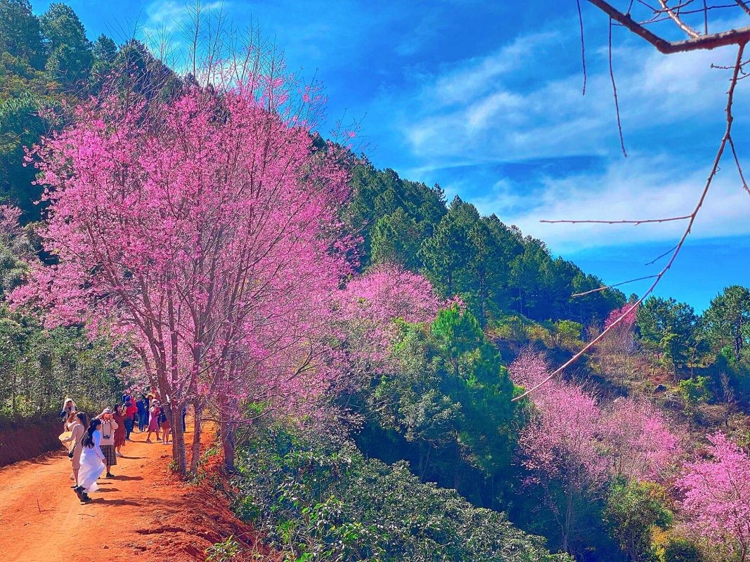 Mai anh đào Đà Lạt vào mùa và loạt điểm đáng check in - Hình 13 Mai anh dao Da Lat vao mua va loat diem dang check in-Hinh-13