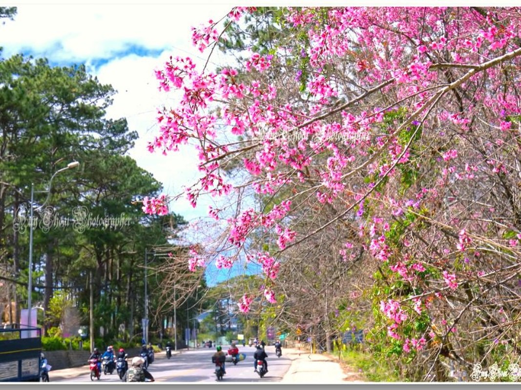 Mai anh đào Đà Lạt vào mùa và loạt điểm đáng check in - Hình 3 Mai anh dao Da Lat vao mua va loat diem dang check in-Hinh-3