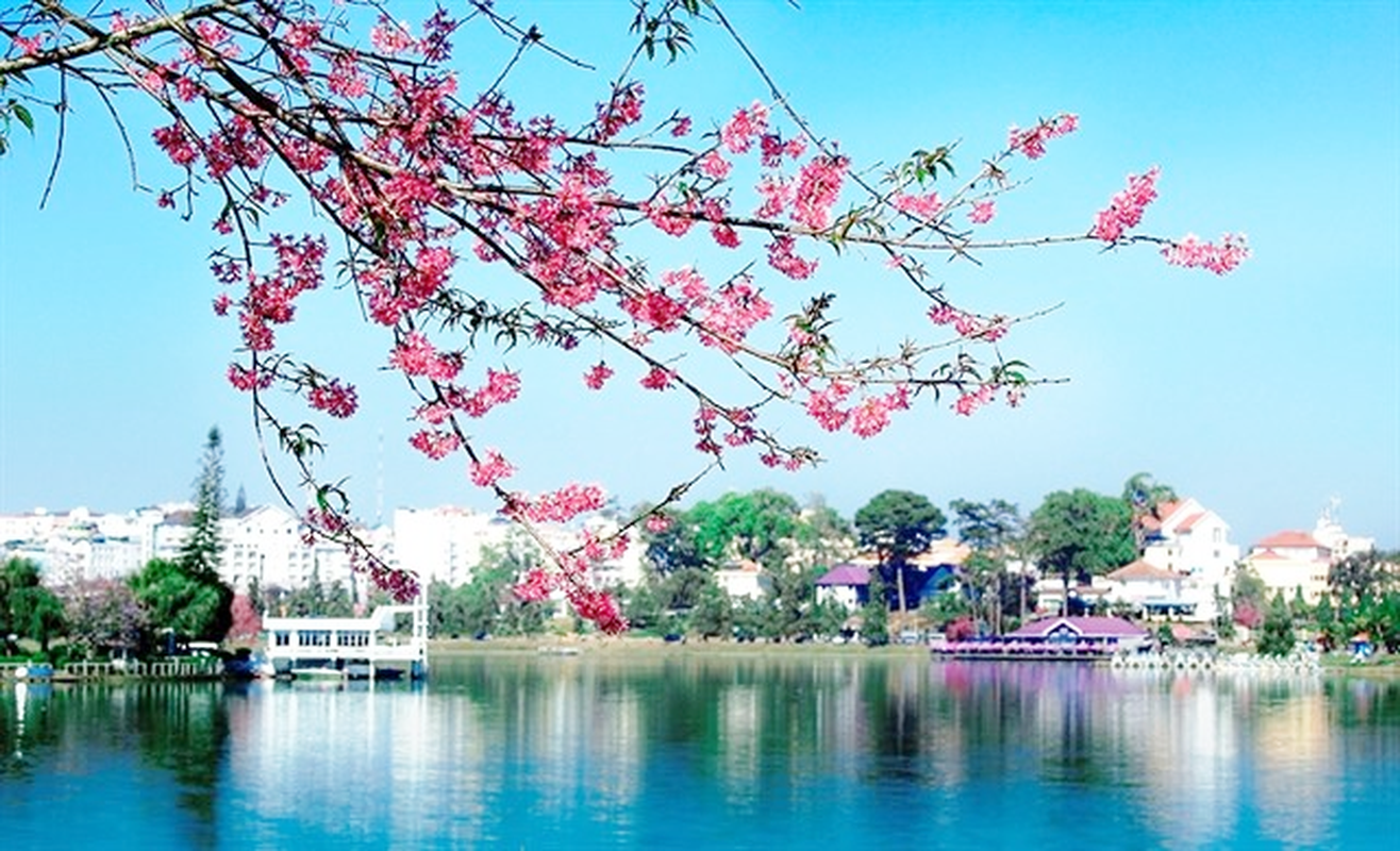 Mai anh đào Đà Lạt vào mùa và loạt điểm đáng check in - Hình 4 Mai anh dao Da Lat vao mua va loat diem dang check in-Hinh-4