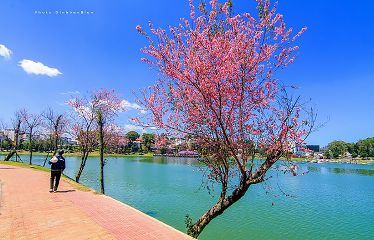 Mai anh đào Đà Lạt vào mùa và loạt điểm đáng check in - Hình 6 Mai anh dao Da Lat vao mua va loat diem dang check in-Hinh-6