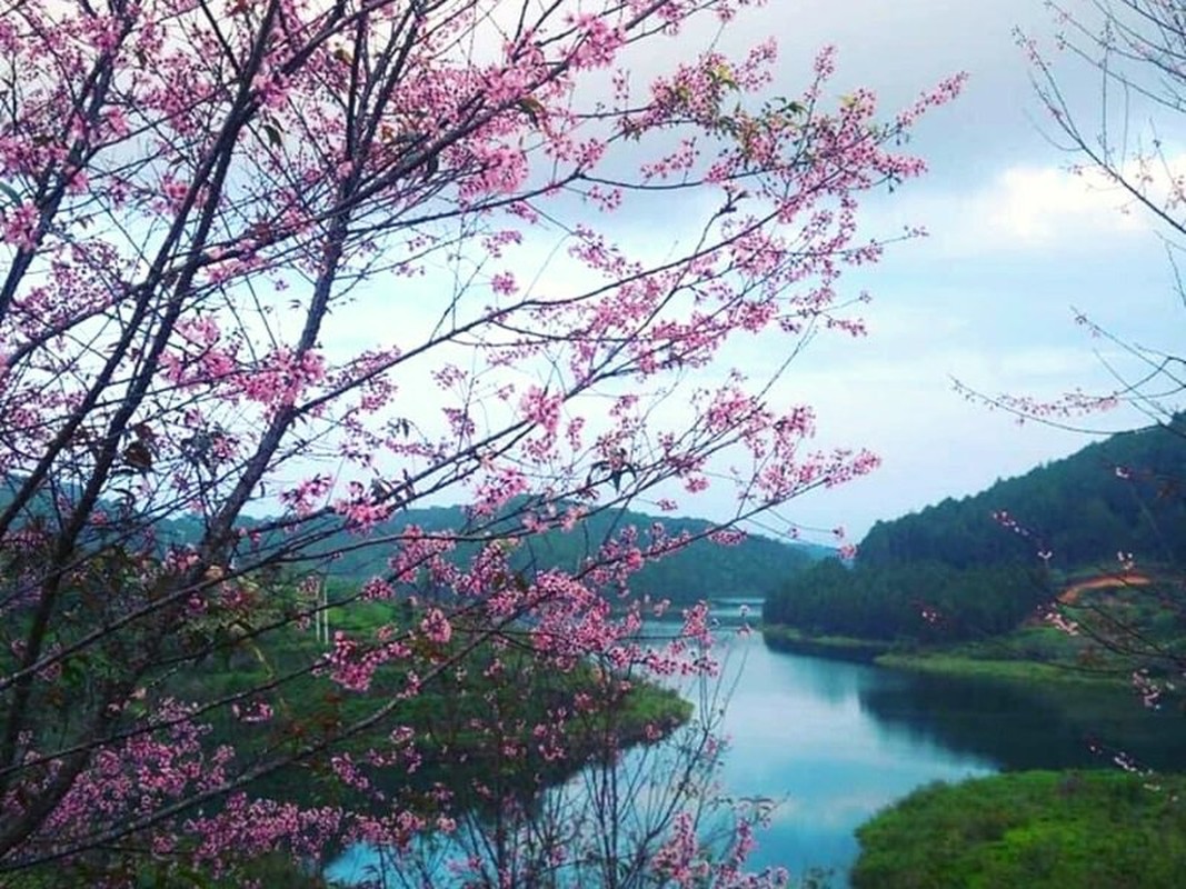 Mai anh đào Đà Lạt vào mùa và loạt điểm đáng check in - Hình 7 Mai anh dao Da Lat vao mua va loat diem dang check in-Hinh-7