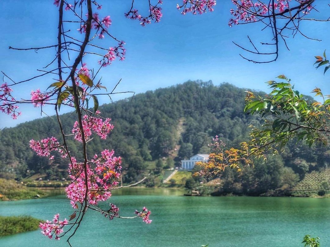 Mai anh đào Đà Lạt vào mùa và loạt điểm đáng check in - Hình 8 Mai anh dao Da Lat vao mua va loat diem dang check in-Hinh-8