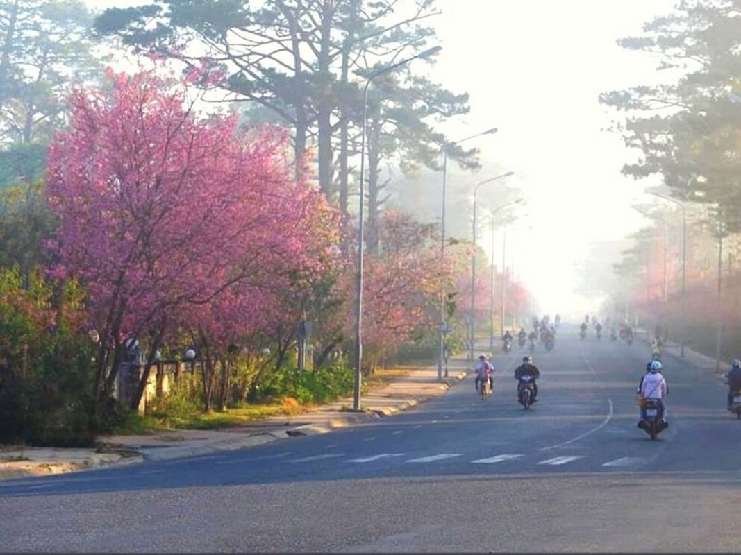 Mai anh đào Đà Lạt vào mùa và loạt điểm đáng check in Mai anh dao Da Lat vao mua va loat diem dang check in