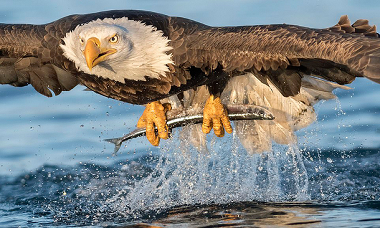 The classic bird song is not afraid of losing 