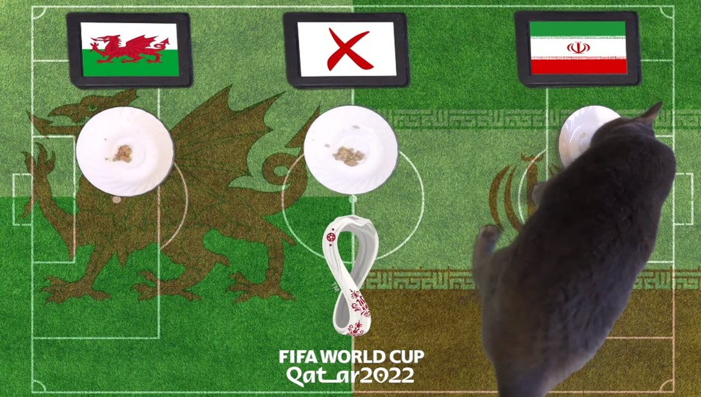 Nhà tiên tri Meow, bang Romeo sẽ tiếp tục tranh tài ở World Cup 2022 25/11-Hinh-3