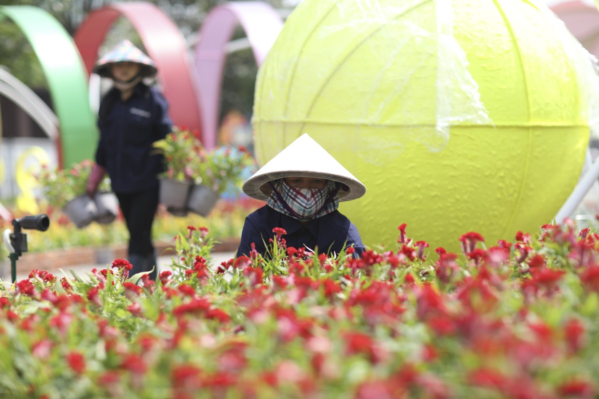 How to cultivate Nguyen Hue's flowers before opening day - Picture-12